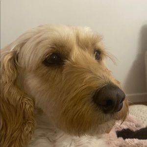 Meet your Posher, Grace